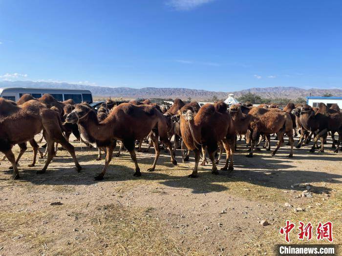 双峰骆驼养殖业为柴达木盆地农牧民开辟增收“致富路”