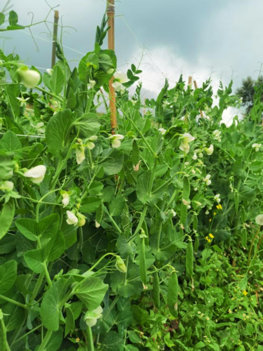 舍块乡云坪村：反季节作物种植点燃致富新希望3