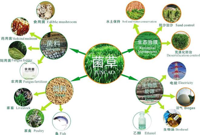 香菇蘑菇种植技术视频_香菇种植视频教程_种香菇的视频