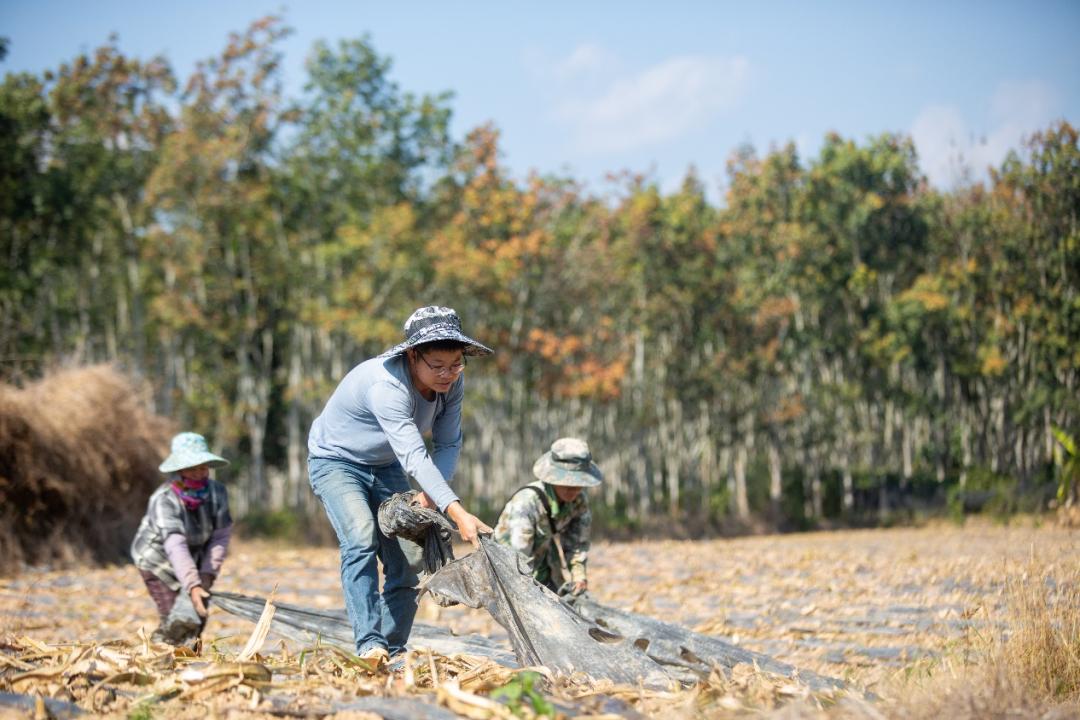 云南省西双版纳熊杰：小玉米做成大产业，傣族村寨借力电商走上致富路