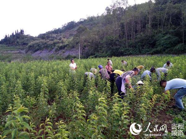 种植水果致富行业_水果种植产业链_致富水果种植行业怎么样