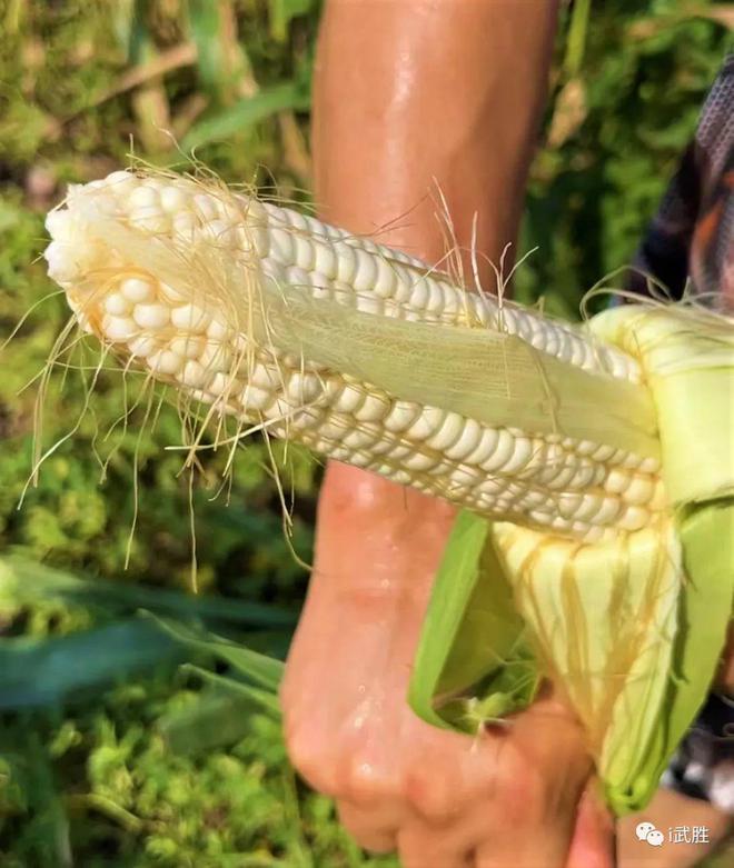 糯玉米种植利润_糯玉米种植技术视频_种植糯玉米致富