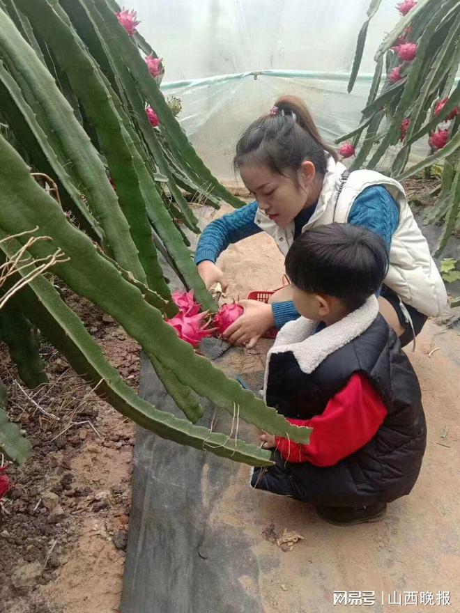 致富水果种植行业怎么样_种植水果致富行业_致富水果种植行业前景