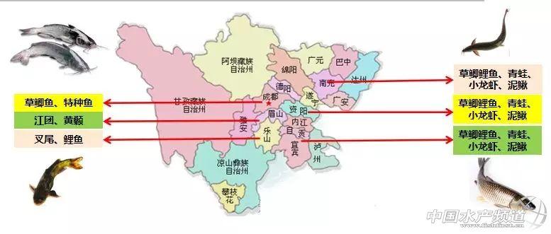 致富经高密度草鱼养殖技术_草鱼高密度养殖技术视频-标清_草鱼的高密度养殖