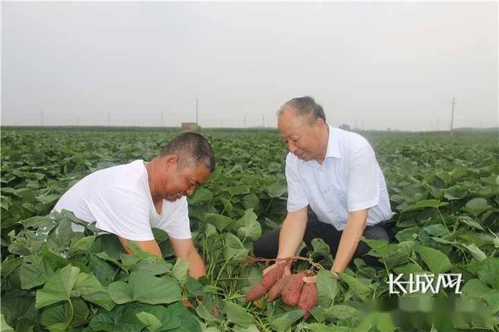 致富红薯种植农村视频_农村种植红薯致富_致富红薯种植农村图片大全