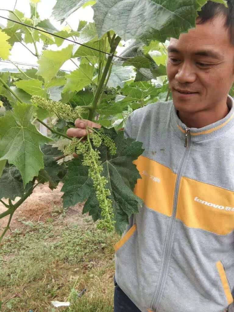 农村种植致富案例_种植致富发言简短_鼓励种植致富的用词