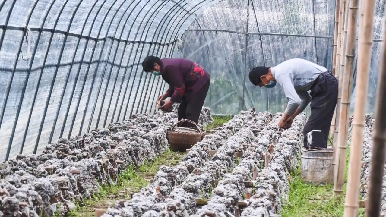 农村香菇种植赚钱_致富经香菇种植视频_种植香菇致富脱贫