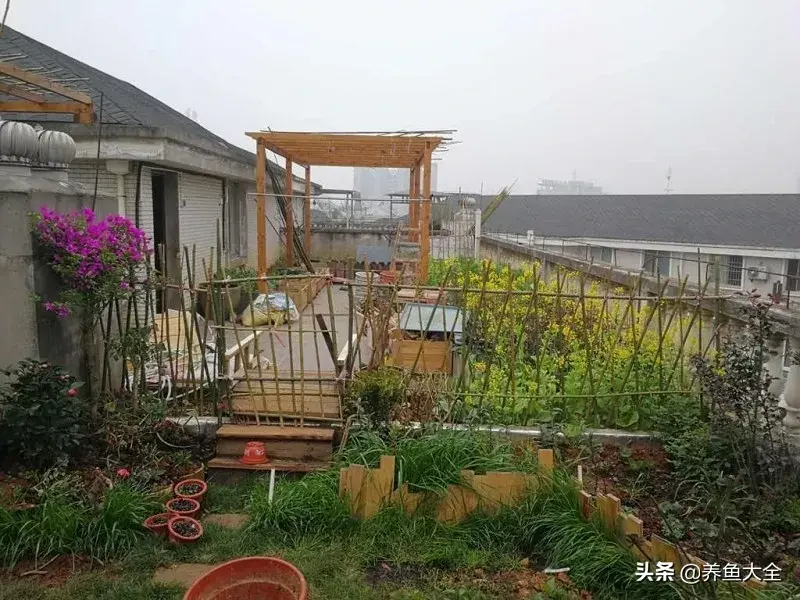 致富养殖阁楼图片_致富养殖好项目大全_阁楼养殖什么致富