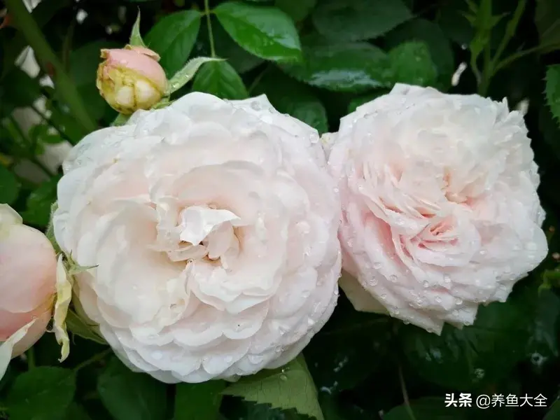致富养殖好项目大全_致富养殖阁楼图片_阁楼养殖什么致富