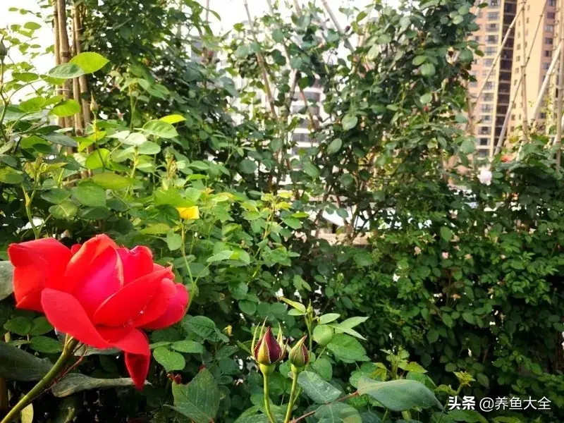 致富养殖好项目大全_致富养殖阁楼图片_阁楼养殖什么致富