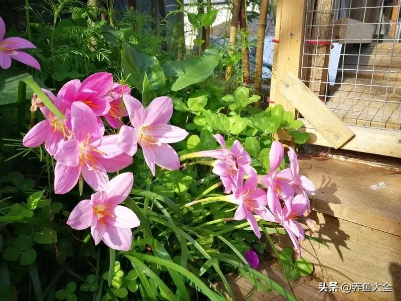 致富养殖好项目大全_阁楼养殖什么致富_致富养殖阁楼图片