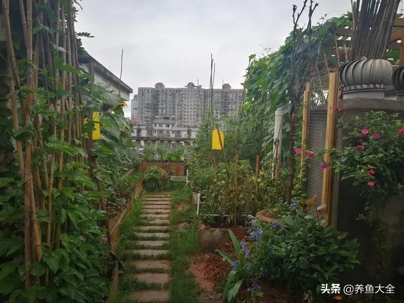 致富养殖阁楼图片_致富养殖好项目大全_阁楼养殖什么致富