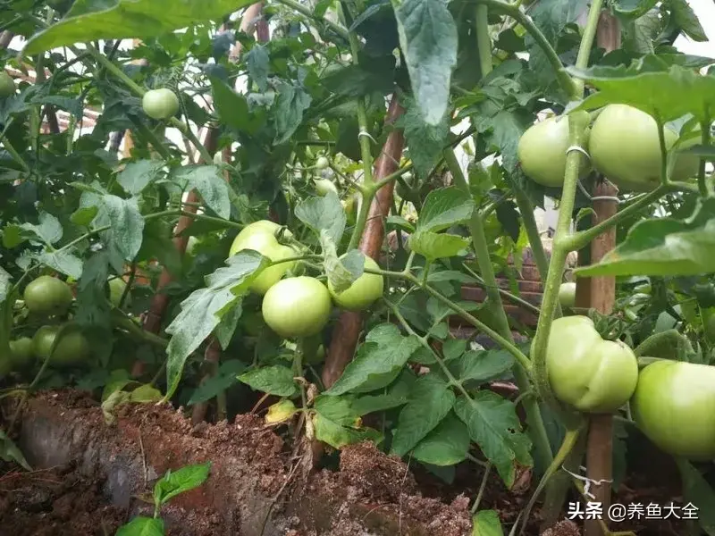 致富养殖好项目大全_阁楼养殖什么致富_致富养殖阁楼图片