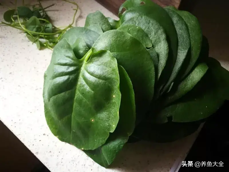 阁楼养殖什么致富_致富养殖好项目大全_致富养殖阁楼图片