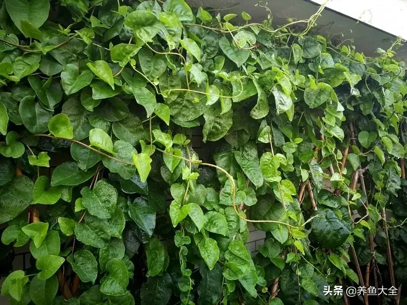 致富养殖阁楼图片_阁楼养殖什么致富_致富养殖好项目大全