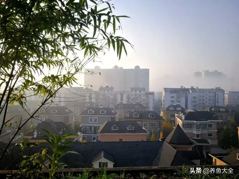 致富养殖阁楼图片_阁楼养殖什么致富_致富养殖好项目大全