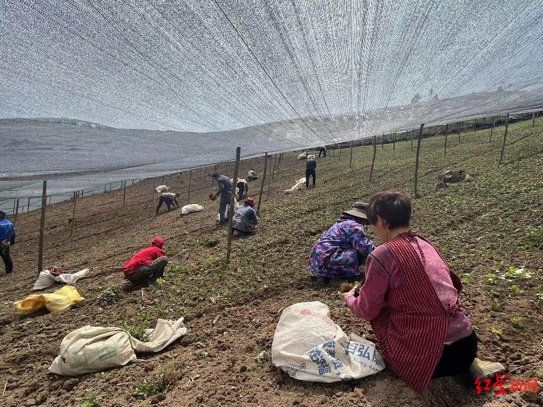 ▲今年6月，高川乡天池村黄连种植基地，村民进行黄连幼苗栽种