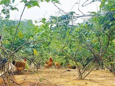 【资讯】昔日贫瘠荒山坡  今朝花果致富田——横琴新区对口阳西县精准扶贫出实招见实效