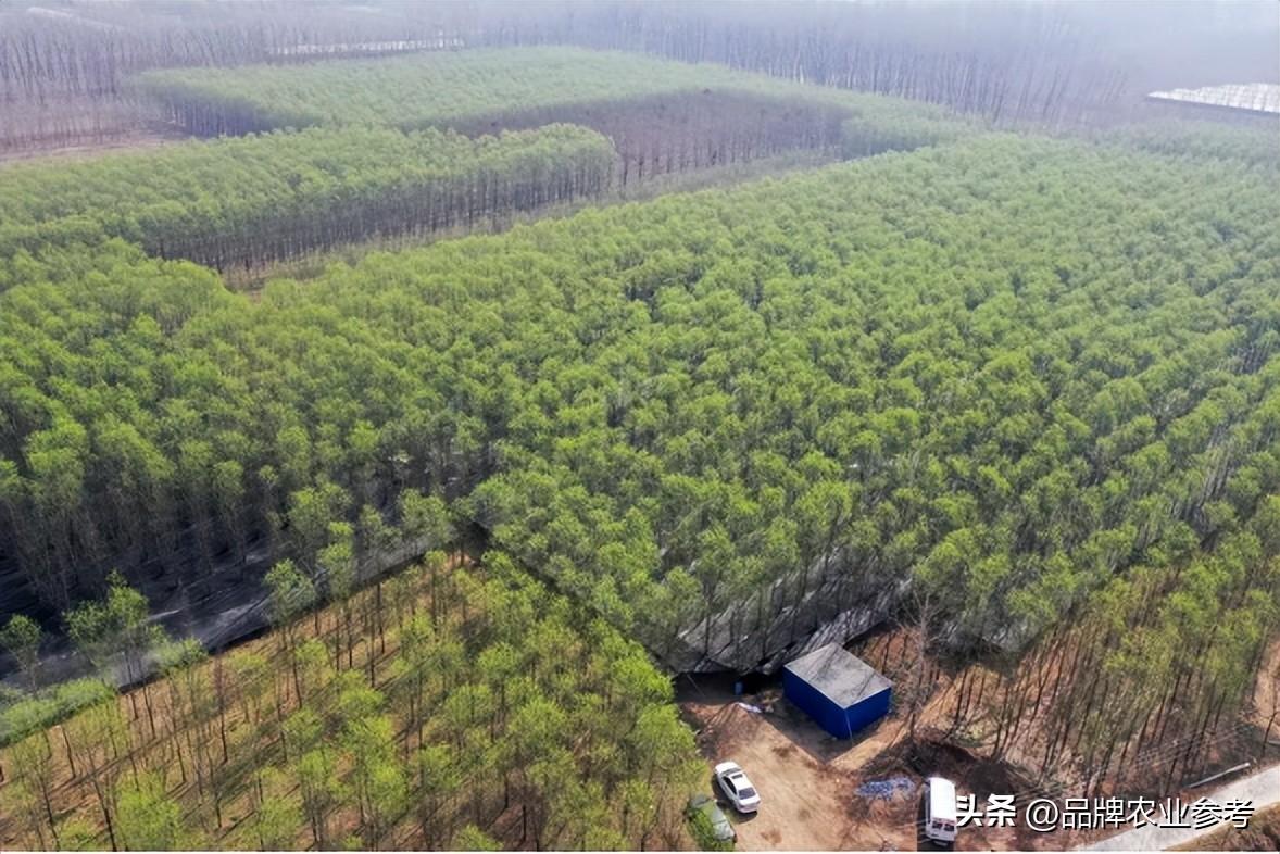 养蝉骗局_致富经养蝉_蝉养殖赚钱吗