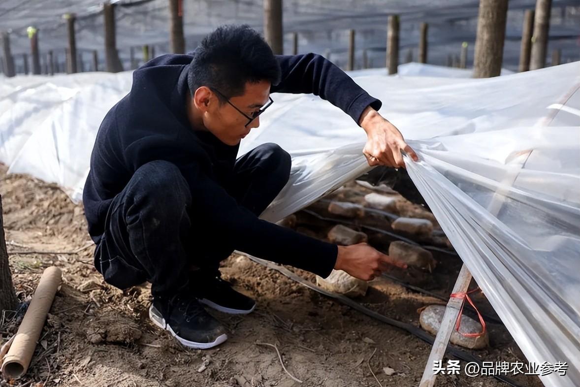 养蝉骗局_蝉养殖赚钱吗_致富经养蝉