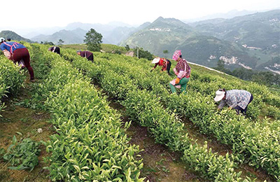 荒山种茶叶需要手续吗_致富茶叶种植荒山图片_荒山种植茶叶致富