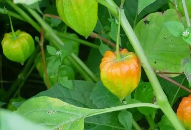 农业致富种植项目_致富种植农业项目简介_农村致富新项目种植业