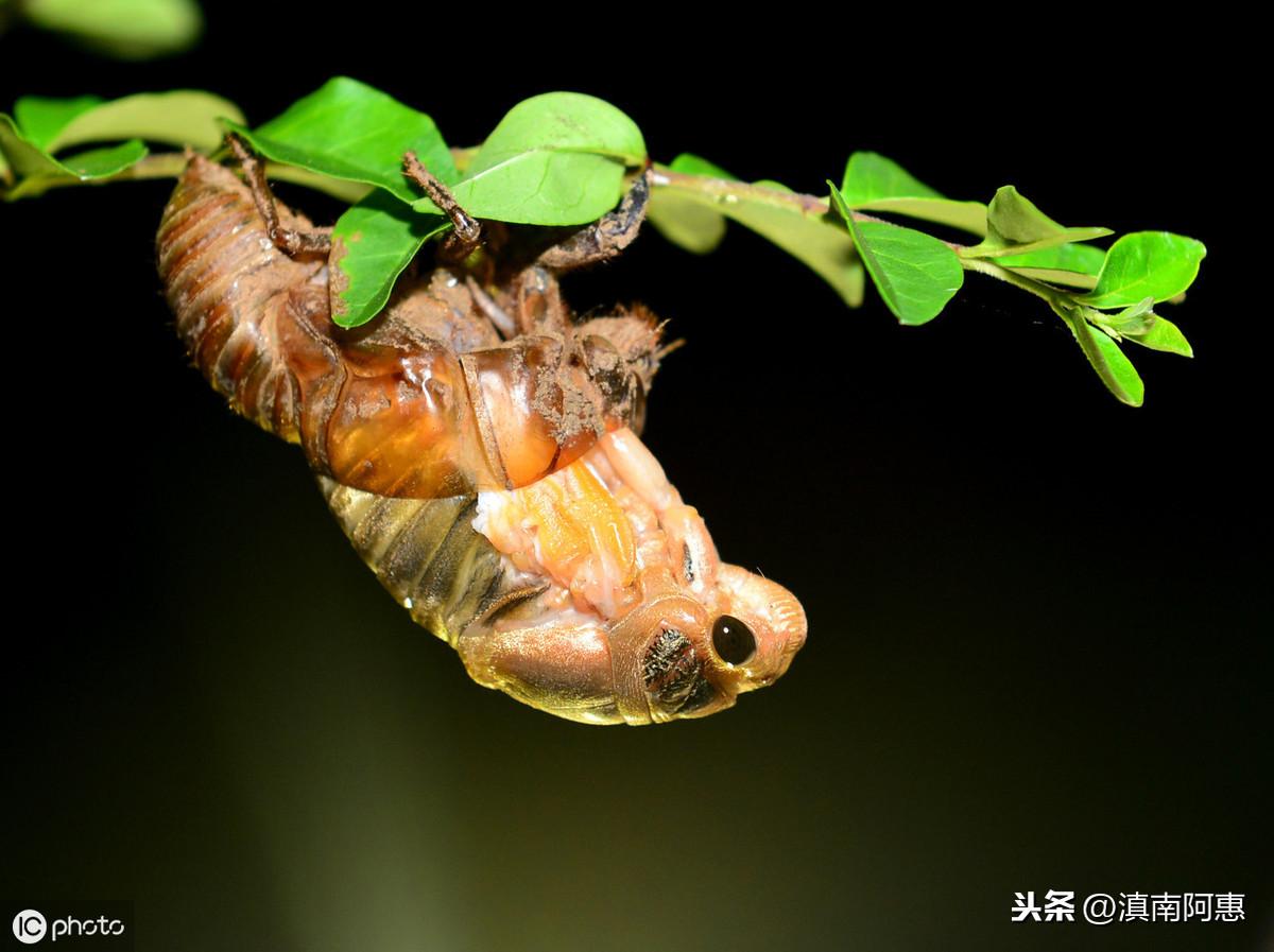 蝉的人工养殖技术人工养殖_人工养殖蝉最快多长时间_人工养蝉视频