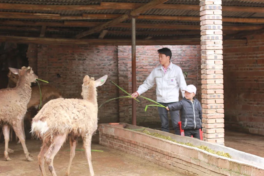 江西吉安农村养殖致富_江西吉安适合养殖什么_江西农村养殖致富门路