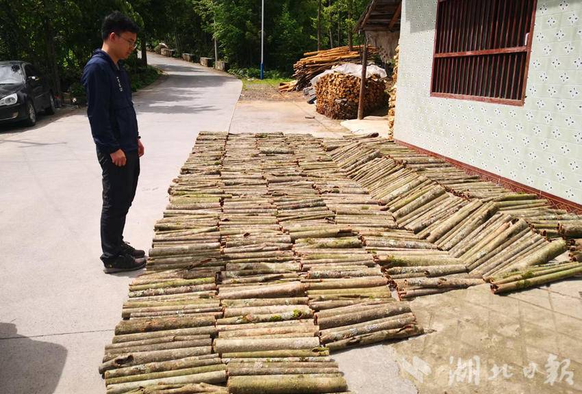 种植杜仲致富_杜仲种植致富经_致富种植杜仲视频