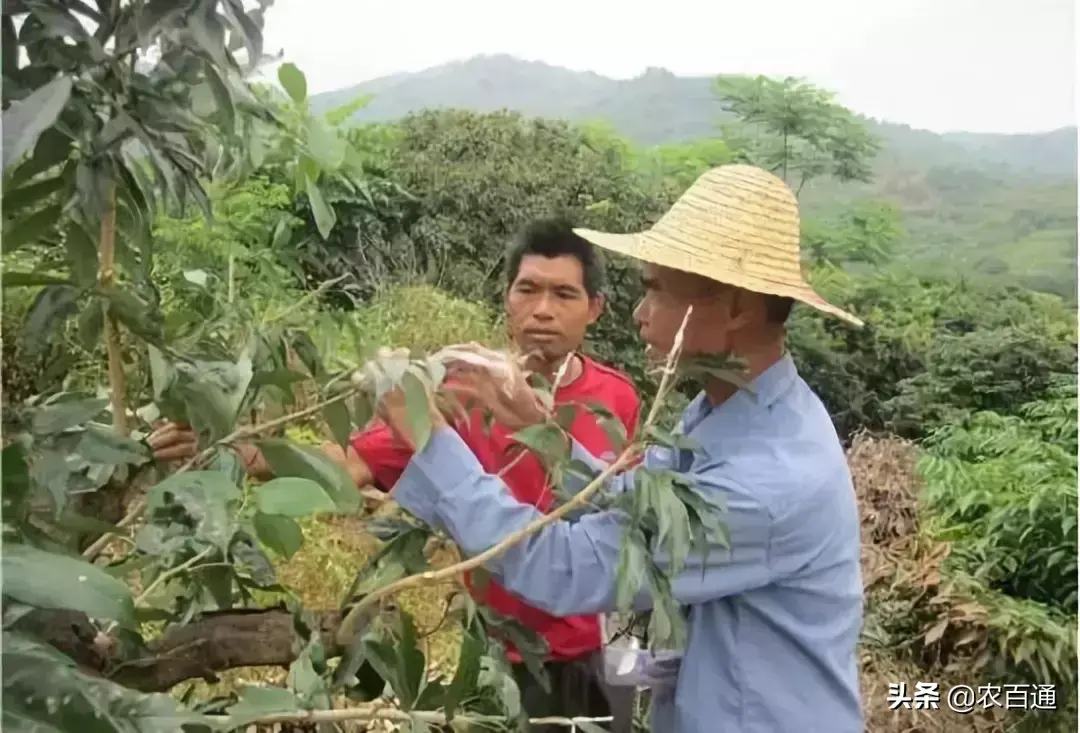 荔枝高位嫁接关键技术要点