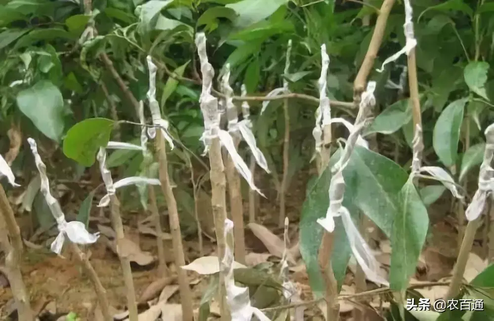 种植嫁接荔枝技术视频_种植嫁接荔枝技术要求_嫁接荔枝种植技术