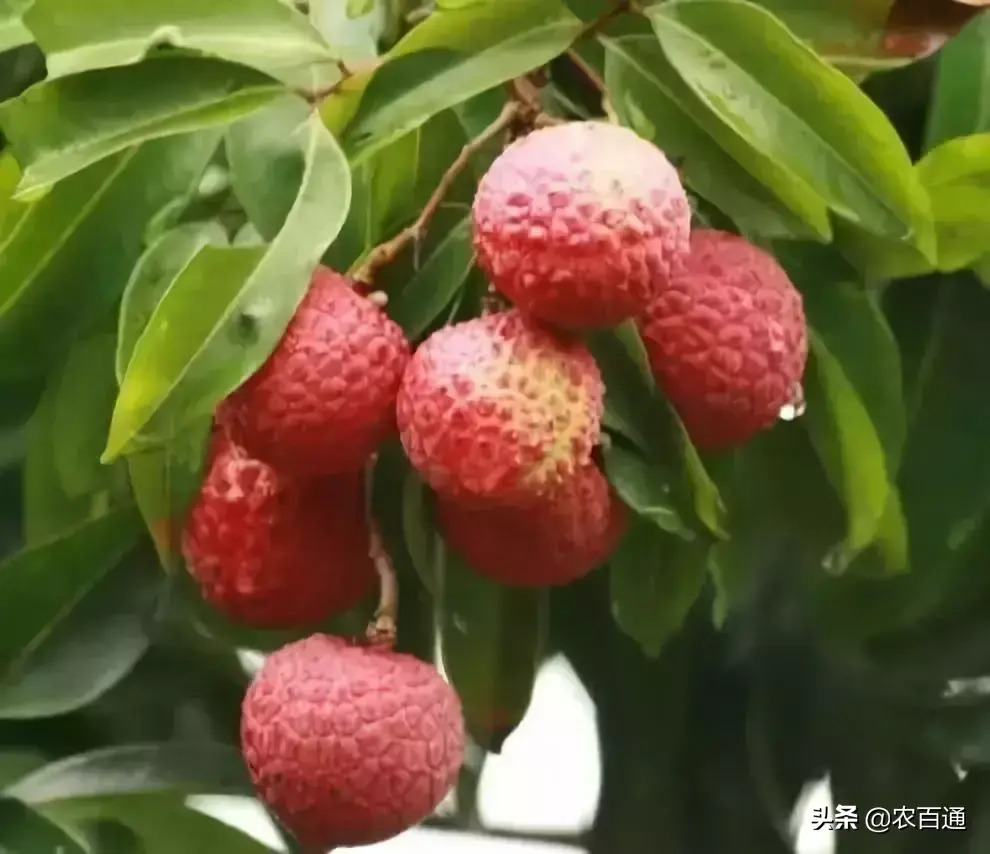 嫁接荔枝种植技术_种植嫁接荔枝技术视频_种植嫁接荔枝技术要求