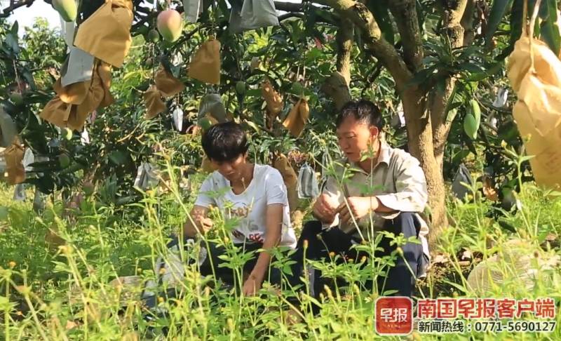 百色“芒果王”父子讲述创业故事：两代“芒果人”，不同致富经