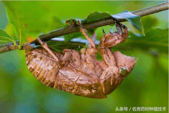 人工养殖蝉最快多长时间_人工饲养蝉_蝉的人工养殖技术人工养殖