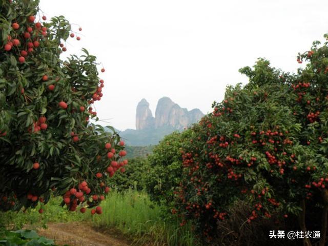 嫁接荔枝树苗种植技术_嫁接荔枝苗_嫁接荔枝种植技术