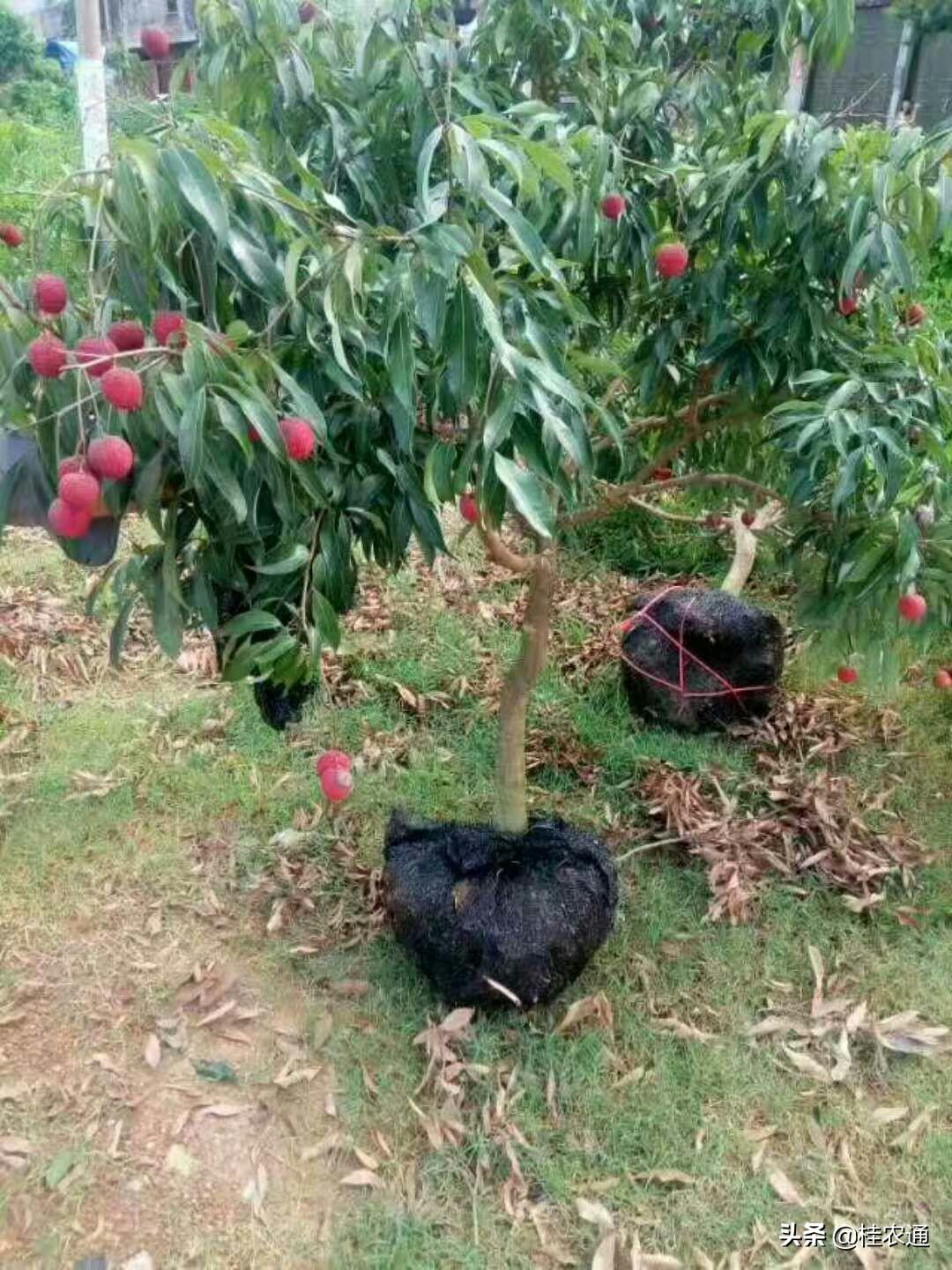 嫁接荔枝种植技术_嫁接荔枝树苗种植技术_嫁接荔枝苗