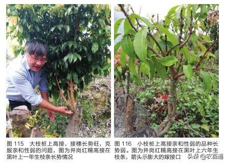 嫁接荔枝种植技术_种植嫁接荔枝技术视频_种植嫁接荔枝技术要求