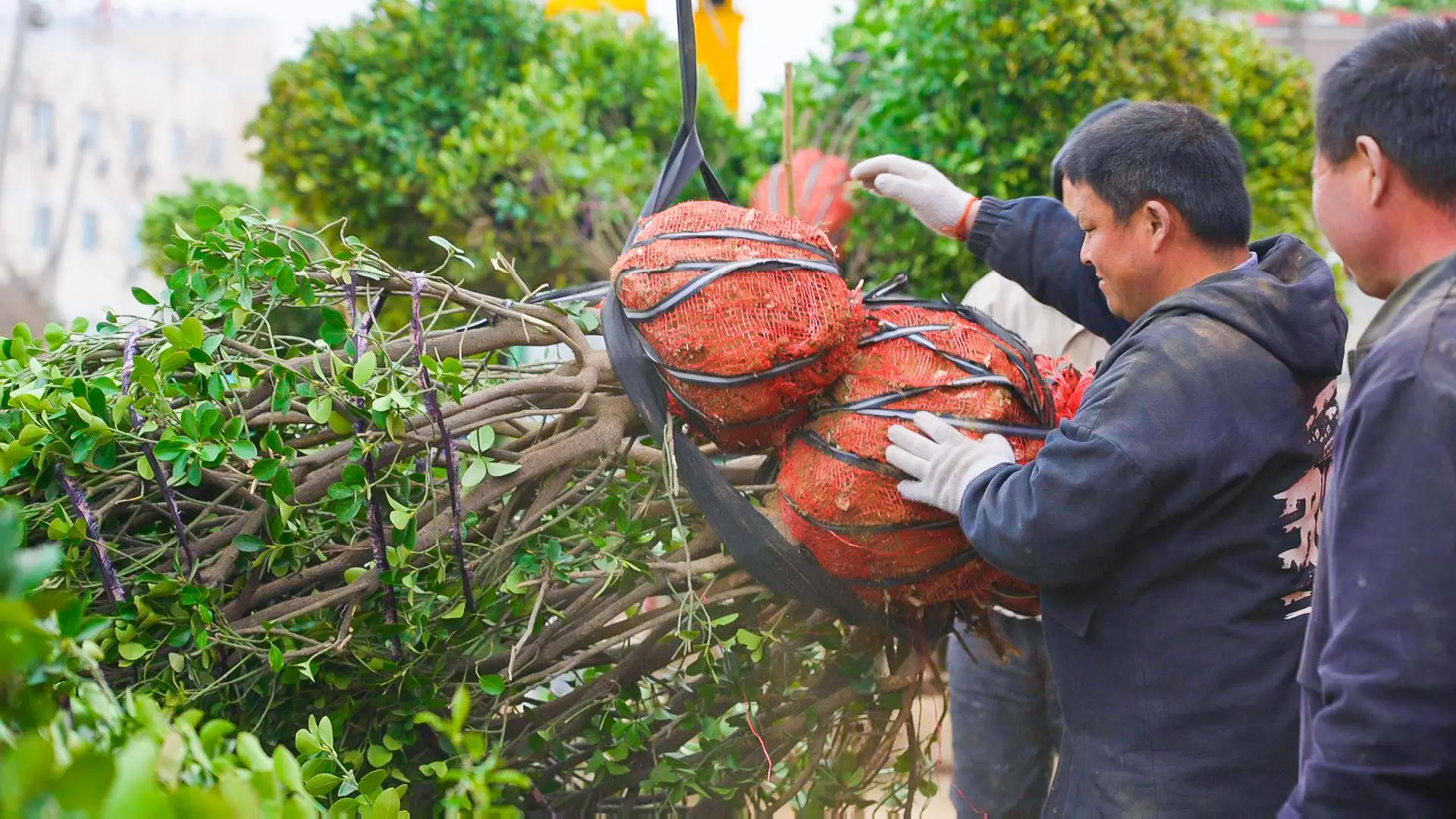 种植黄杨树市场前景如何_种植致富经_种植黄杨致富图片