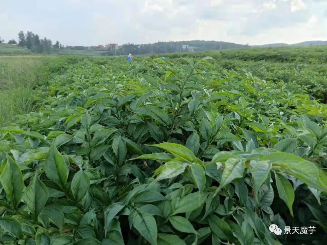 种植魔芋技术大全_魔芋花种子怎么种_花魔芋种植技术