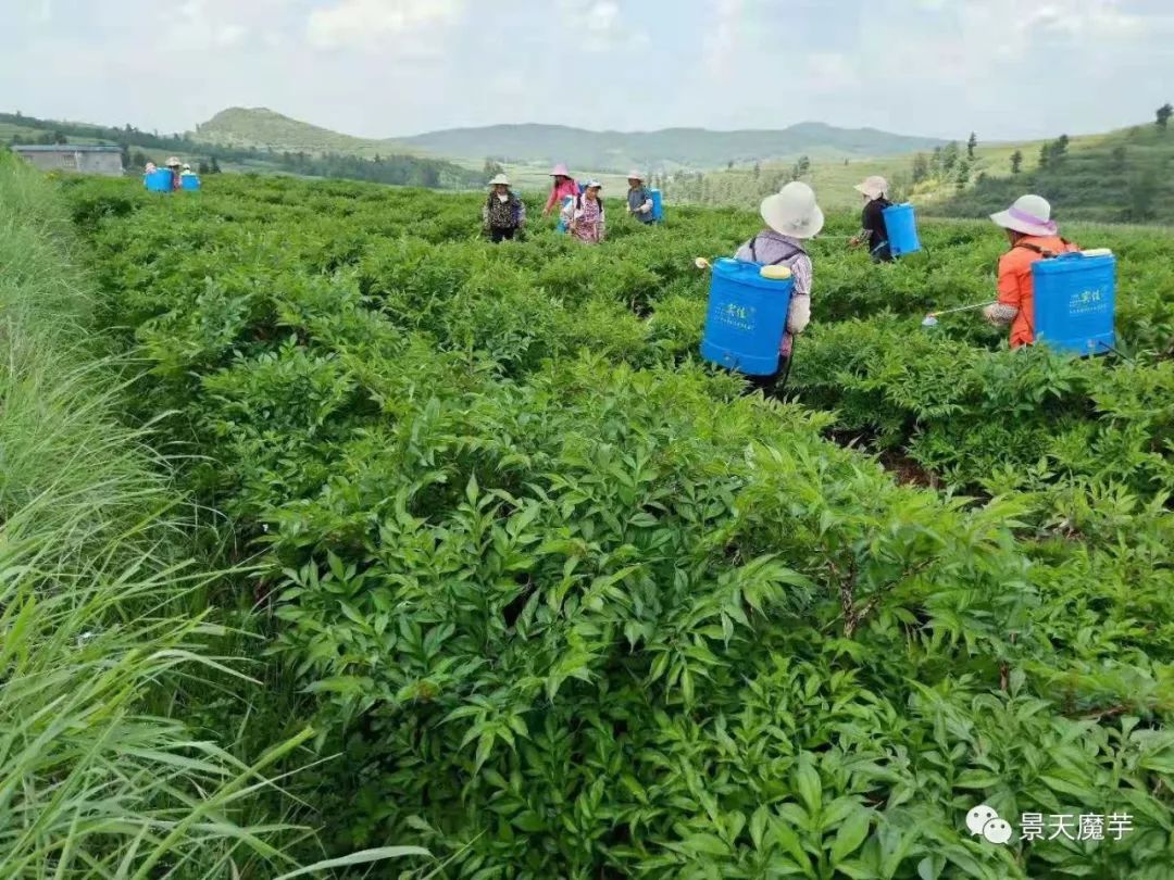 花魔芋种植技术_魔芋花种子怎么种_种植魔芋技术大全