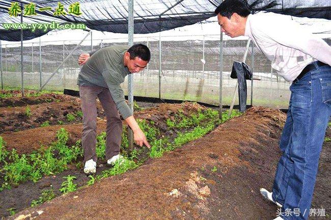 地龙养殖前景_养殖地龙技术_冬季地龙养殖致富