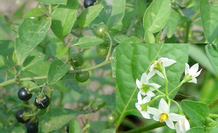 农村致富新项目种植业_农村致富种植项目_农村致富种植物