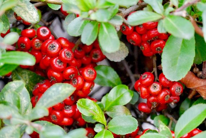 农村致富种植物_农村致富新项目种植业_农村致富种植项目