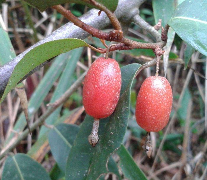 农村致富种植物_农村致富种植项目_农村致富新项目种植业