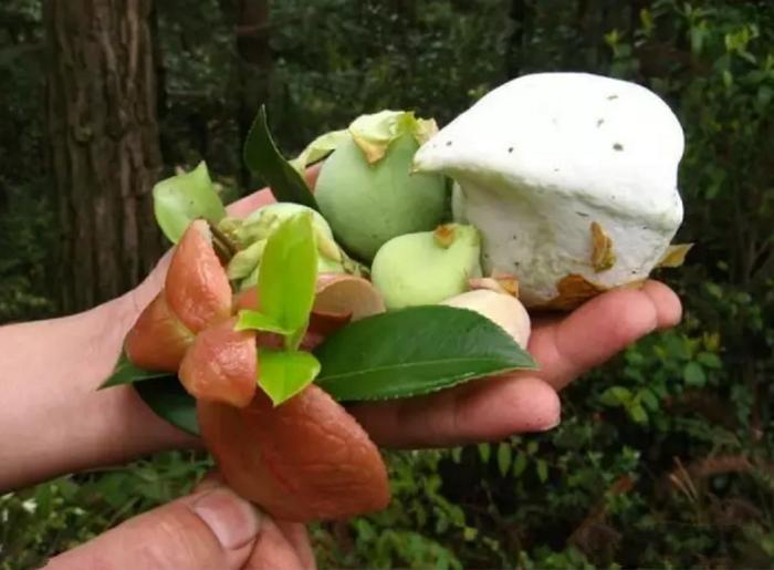 农村致富种植项目_农村致富种植物_农村致富新项目种植业