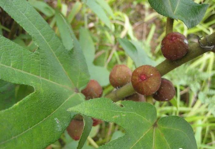 农村致富种植项目_农村致富种植物_农村致富新项目种植业