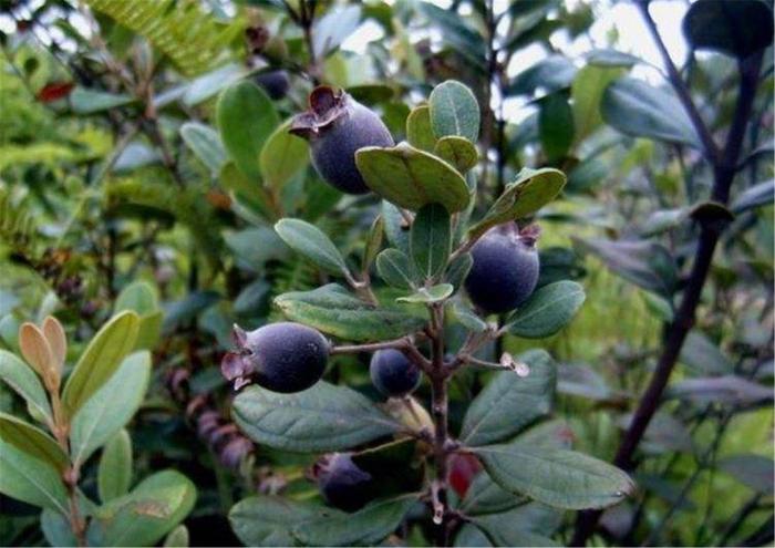 农村致富种植物_农村致富种植项目_农村致富新项目种植业