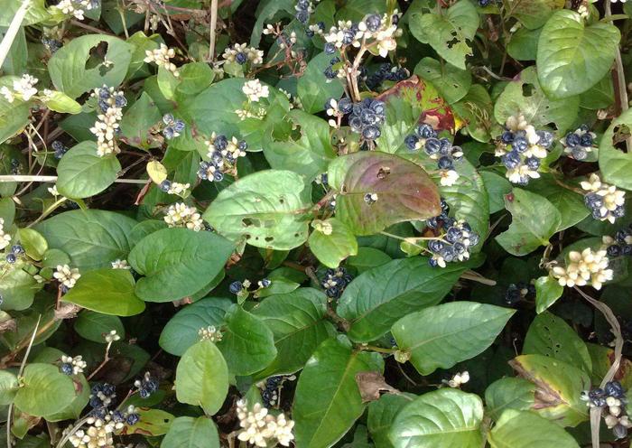 农村致富新项目种植业_农村致富种植物_农村致富种植项目