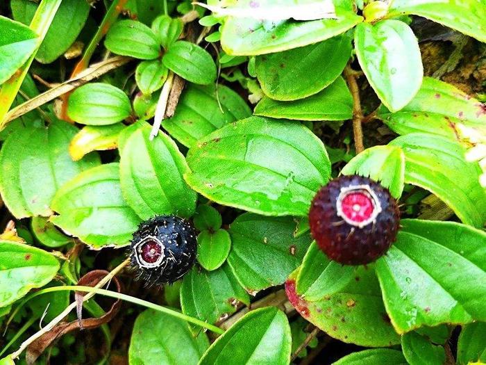 农村致富种植物_农村致富新项目种植业_农村致富种植项目