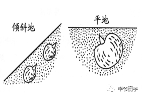 花魔芋种植技术_种植魔芋技术大全_魔芋花种子怎么种